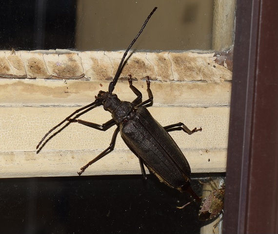 Cerambycidae: Aegosoma scabricorne, femmina?  S !